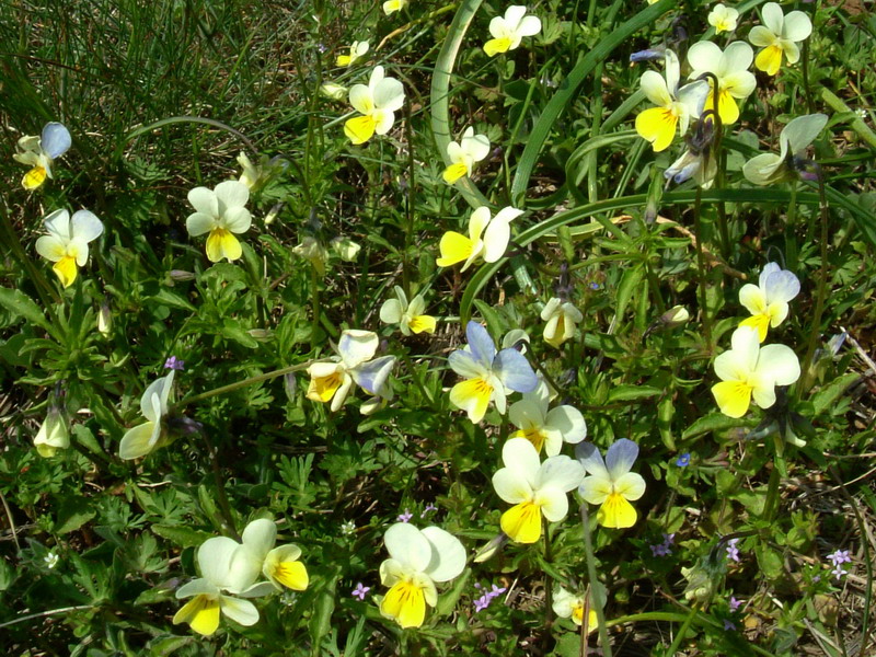 Viola tricolor